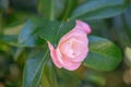 Japanese Camellia japonica Barbara Clark, a semi-double, rose pink flower