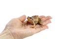 Common canadian frog on a female hand, concept or symbol of finding a loved one, on white isolated closeup Royalty Free Stock Photo