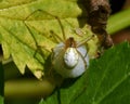 Common Candy-striped Spider Enoplognatha ovata Royalty Free Stock Photo