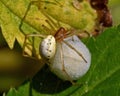 Common Candy-striped Spider Enoplognatha ovata Royalty Free Stock Photo