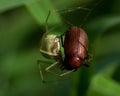 Common Candy-striped Spider Enoplognatha ovata Royalty Free Stock Photo