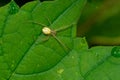 Common Candy-striped Spider - Enoplognatha ovata Royalty Free Stock Photo