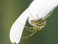 P7220014 candy-striped spider, Enoplognatha ovata, under a white flower petal cECP 2022 Royalty Free Stock Photo