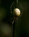 Common Candy-striped Spider Enoplognatha ovata Royalty Free Stock Photo