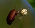 Common Candy-striped Spider Enoplognatha ovata Royalty Free Stock Photo