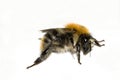 Common Carder Bee Royalty Free Stock Photo