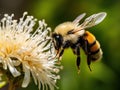 The common carder bee Bombus pascuorum