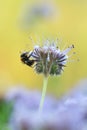 Common carder bee, Bombus pascuorum on blue tansy, Phacelia tanacetifolia