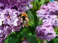 Common Carder Bee Bombus pascuorum bumblebee Royalty Free Stock Photo