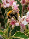 Common Carder bee, Bombus pascuorum. Bumblebee on Weigela flower.