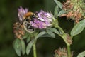 Common carder bee (Bombus pascuorum) Royalty Free Stock Photo