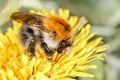 Common carder bee (Bombus pascuorum)