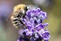 Common carder bee