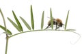 Common Carder-bee, Bombus pascuorum Royalty Free Stock Photo