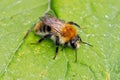 Common Carder Bee - Bombus pascuorum at rest. Royalty Free Stock Photo