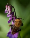 The common carder bee Bombus pascuorum