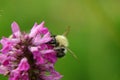 A common carder bee pollinating some flower in Slovakia grassland