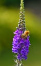 Common Carder Bee on Purple Loosestrife Flower