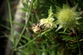 A common carder bee sitting and eat pollen from bloom in Slovakia grassland