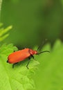 Common Cardinal Beetle (Pyrochroa serraticornis) Royalty Free Stock Photo