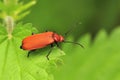 Common Cardinal Beetle (Pyrochroa serraticornis) Royalty Free Stock Photo