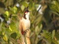 Common cardinal bird