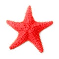 The Common Caribbean starfish (Oreaster reticulatus).