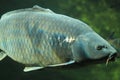 Common carp Royalty Free Stock Photo