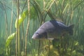 Common carp Cyprinus carpio