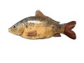 Common carp Royalty Free Stock Photo