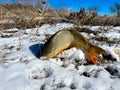 Common carp Eurasian carp or European carp standing on snowy bank of Grapevine Lake, Texas, America with sunny clear blue-sky Royalty Free Stock Photo