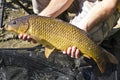 Common Carp fish