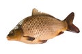 Common Carp isolated on white background