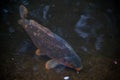 Common carp in a river Royalty Free Stock Photo