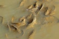 Common carp swimming in a pond