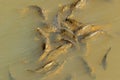 Shoal of common carp swimming in a freshwater pond