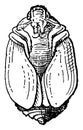 Common Carpet Beetle Pupa, vintage illustration