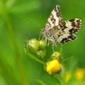 Common Carpet, Epirrhoe alternata Royalty Free Stock Photo