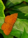 Common Castor Butterfly