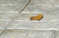 Common Castor Butterfly on Cement Concrete Block Pathway