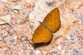 Common Castor butterfly