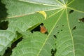 Common Castor Butterfly on Ricinus communis or castor oil plant or castor bean tree