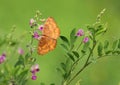 Common castor feeding/ Beautiful