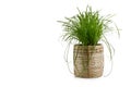 Common Cat Grass `Cyperus Zumula` Used As A Feed Supplement For Cat To Help Them Throw Up Indigestible Hair Balls