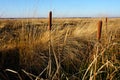 Common cattail in a bog Royalty Free Stock Photo