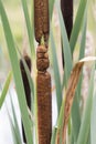 Common Cattail - Great Reedmace Royalty Free Stock Photo