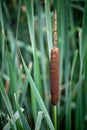 Common Cattail (Typha latifolia)