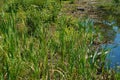 Common Cattails at Pandapas Pond