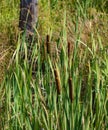 Common Cattails at Pandapas Pond