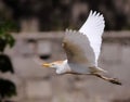 Common cattle egret Royalty Free Stock Photo